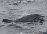 Découverte du vivant : Les dauphins sont des animaux plutôt curieux. Notre présence les intrigue.