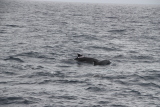 Découverte du vivant : Les dauphins jouent autour du bateau