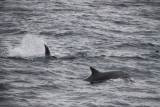 Découverte du vivant : Les dauphins s'amusent autour du bateau