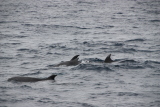 Découverte du vivant : Les dauphins s'amusent autour du bateau