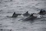 Découverte du vivant : les dauphins vivent en groupe
