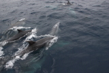 Découverte du vivant : Les dauphins jouent autour du bateau