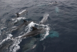 Découverte du vivant : les dauphins jouent autour du bateau
