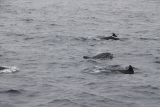 Découverte du vivant : les dauphins jouent autour du bateau