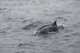 Découverte du vivant : Les dauphins jouent autour du bateau