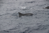 Découverte du vivant : Au bout de quelques instants, les dauphins apparaissent