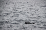 Découverte du vivant : Au bout de quelques instants, les dauphins apparaissent