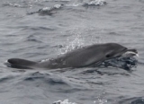 Découverte du vivant : Les dauphins sont des animaux plutôt curieux. Notre présence les intrigue.