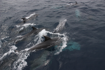 Les dauphins jouent autour du bateau