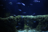 Aquarium de Banyuls sur Mer