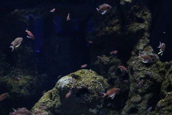 Aquarium de Banyuls sur Mer