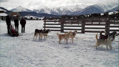 Chiens de traineau de la quillane