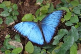 Différentes espèces de papillons