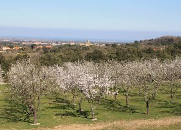 L'amande est un des fruits encore cultivés à Laroque des Albères