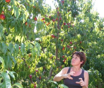 La culture des pêches et des nectarines se fait par des producteurs passionnés